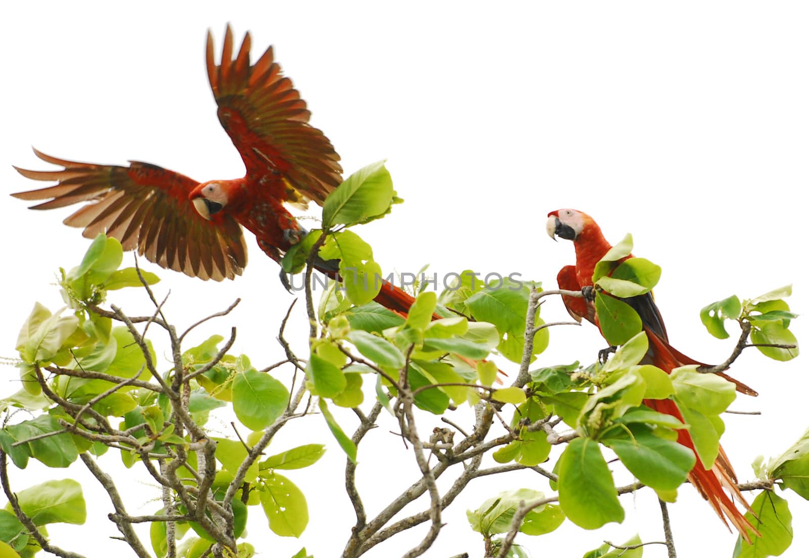 Parrots flying away from tree in Costa Rica