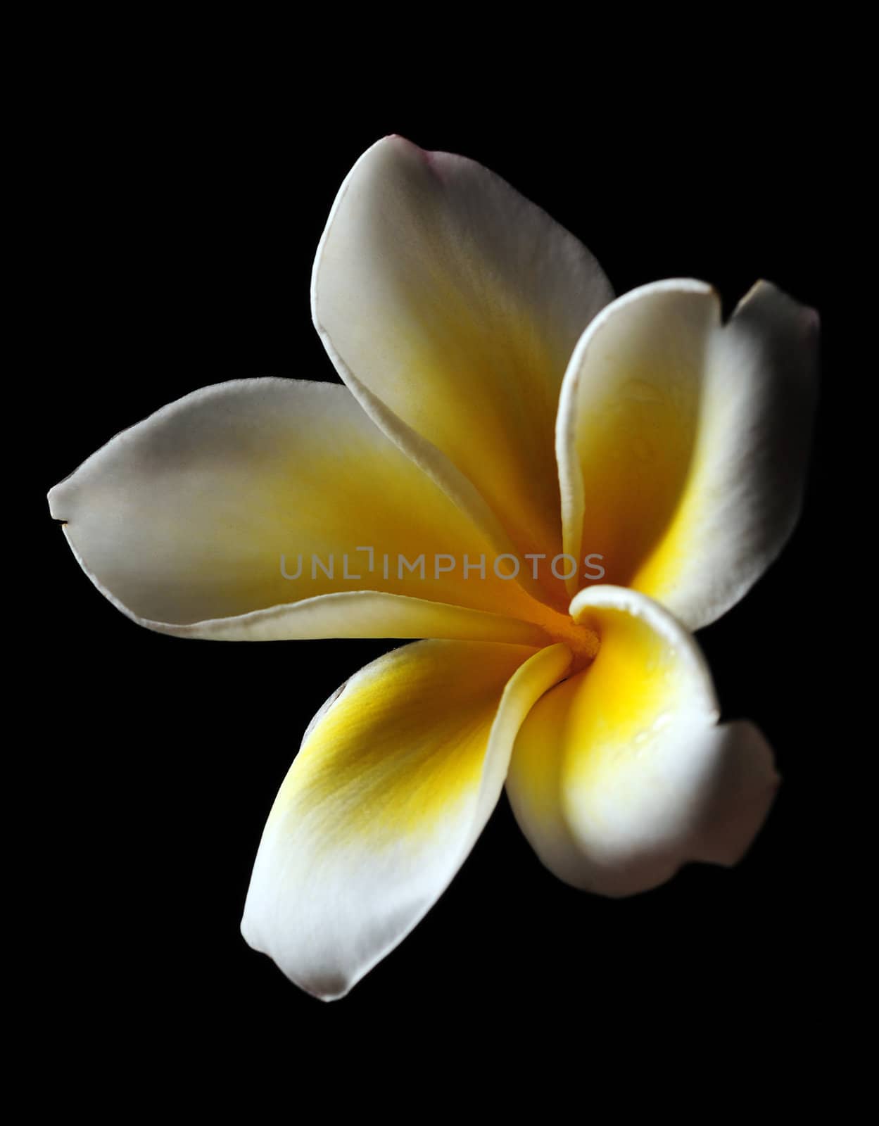White frangipani on black background by ftlaudgirl
