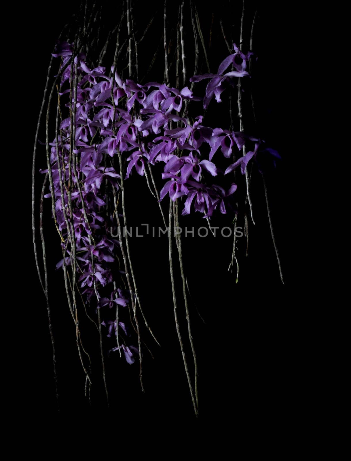 purple orchid flowers by ftlaudgirl