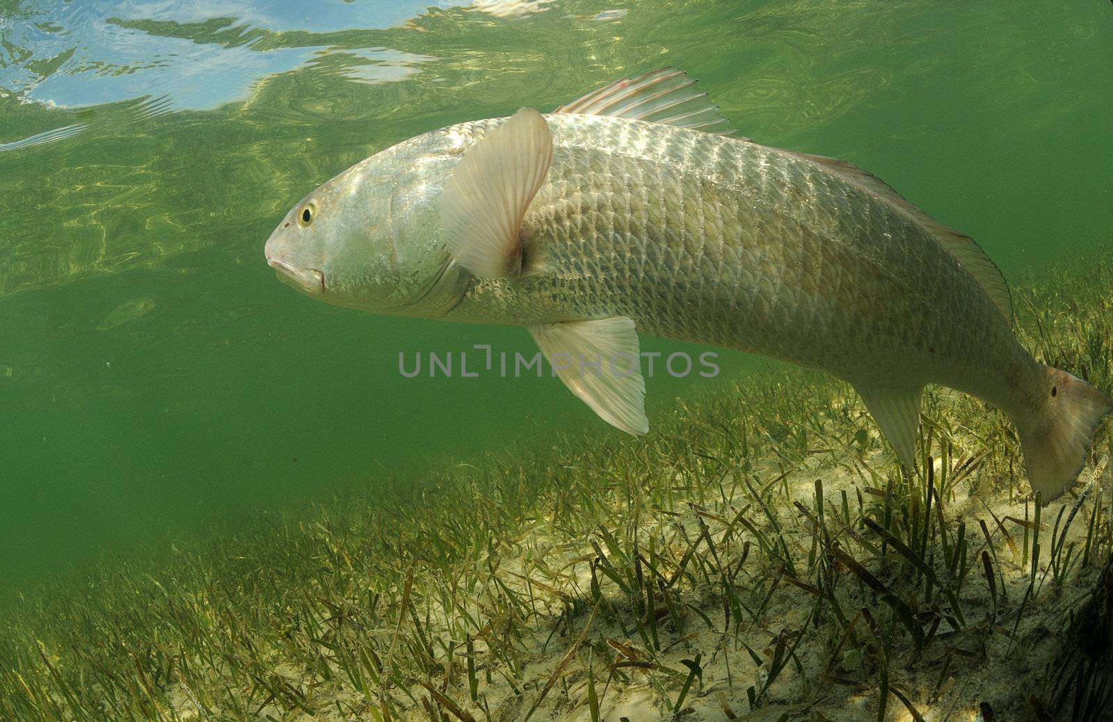 redfish is swimming in the grass flats ocean  by ftlaudgirl