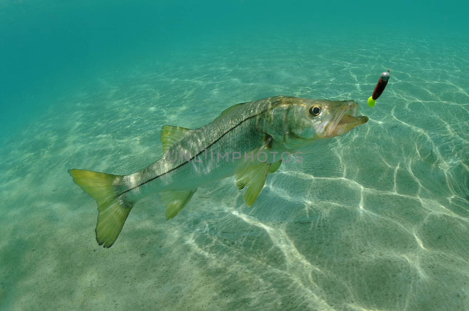 Snook in ocean chasing lure while fishing