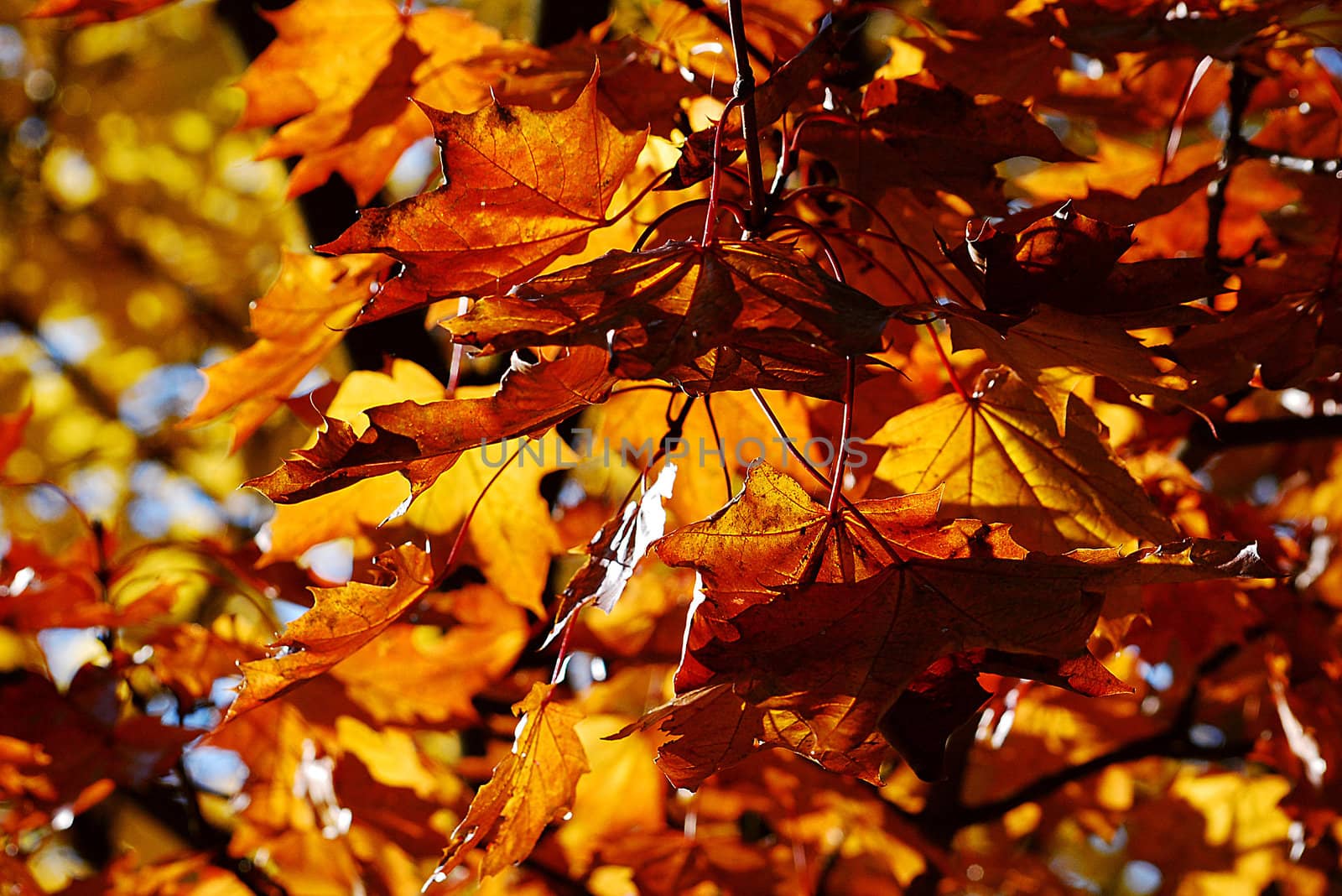 Yellow and red leaves on the trees.