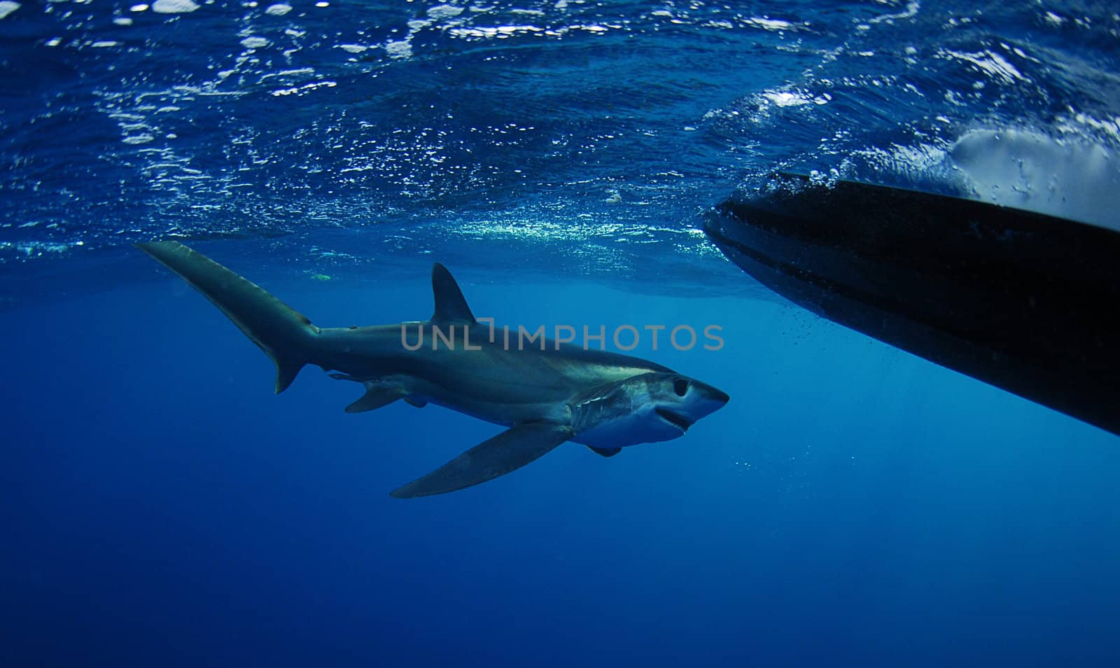 Bigeye Thresher shark swimming by ftlaudgirl
