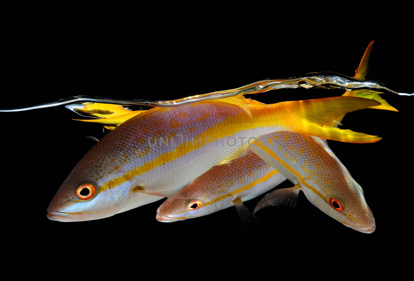 Three yellow tail snappers on black background by ftlaudgirl