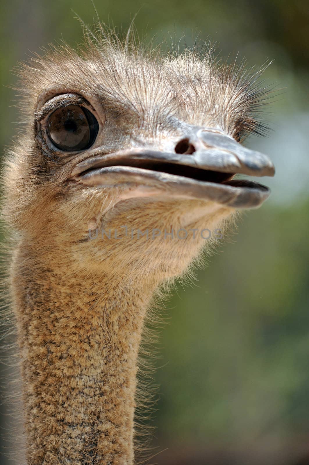 The head and neck of both male and female Ostriches is nearly bare, with a thin layer of down.