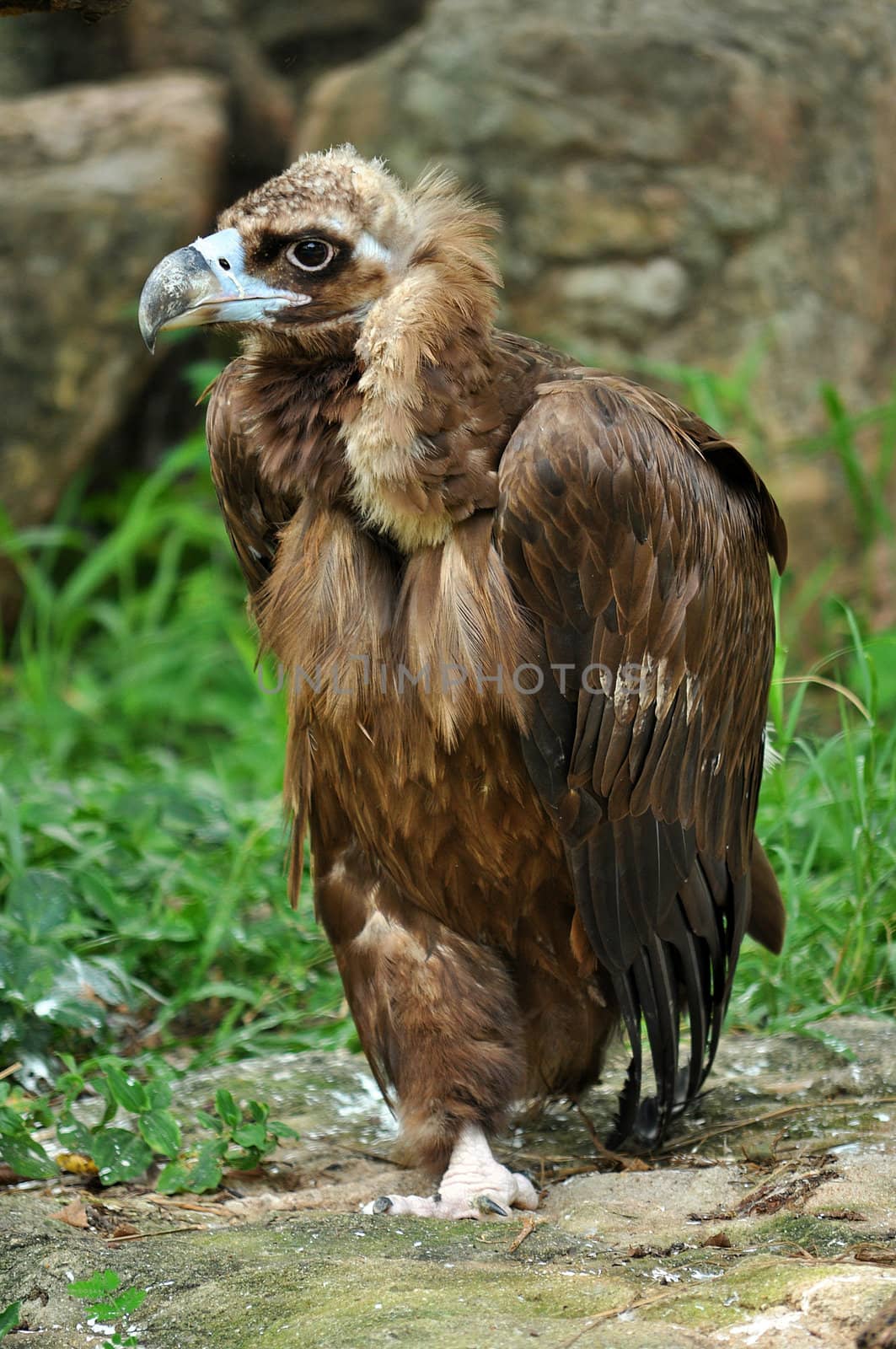 The Cinereous Vulture by MaZiKab