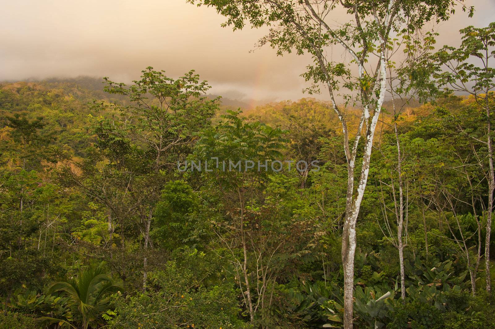 Costa Rica Cloud Forest by billberryphotography