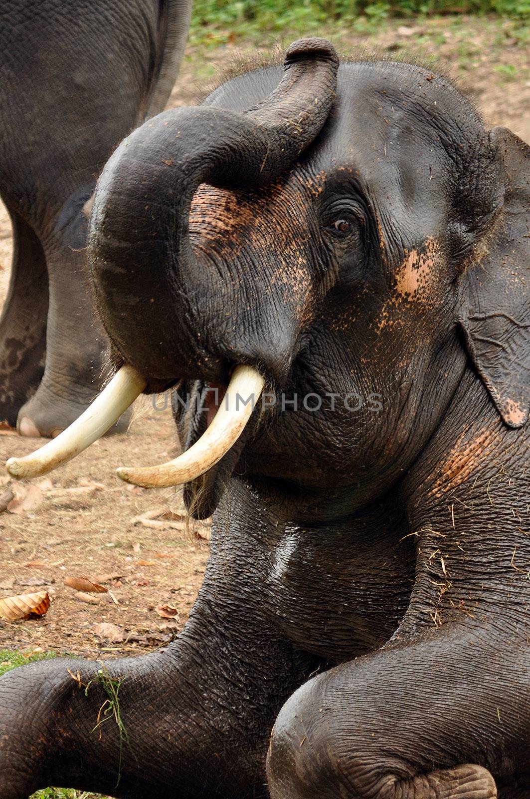 Asian elephant by MaZiKab