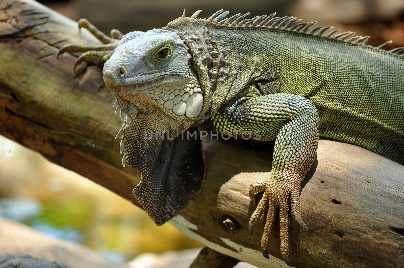 The green iguana ranges over a large geographic area, from southern Brazil and Paraguay to as far north as Mexico and the Caribbean Islands; and in the United States as feral populations in South Florida, Hawaii, and the Rio Grande Valley of Texas.