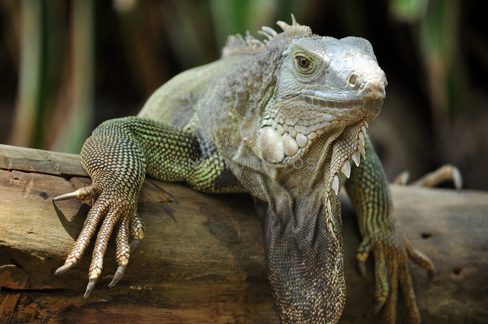 The green iguana ranges over a large geographic area, from southern Brazil and Paraguay to as far north as Mexico and the Caribbean Islands; and in the United States as feral populations in South Florida, Hawaii, and the Rio Grande Valley of Texas.