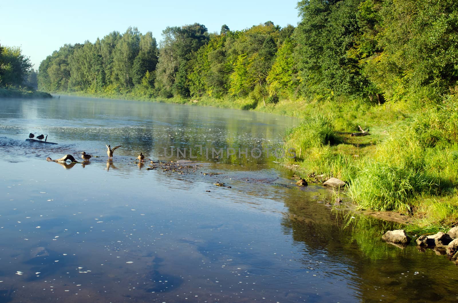duck swim in misty fogy flowing river water bay in morning sunrise.