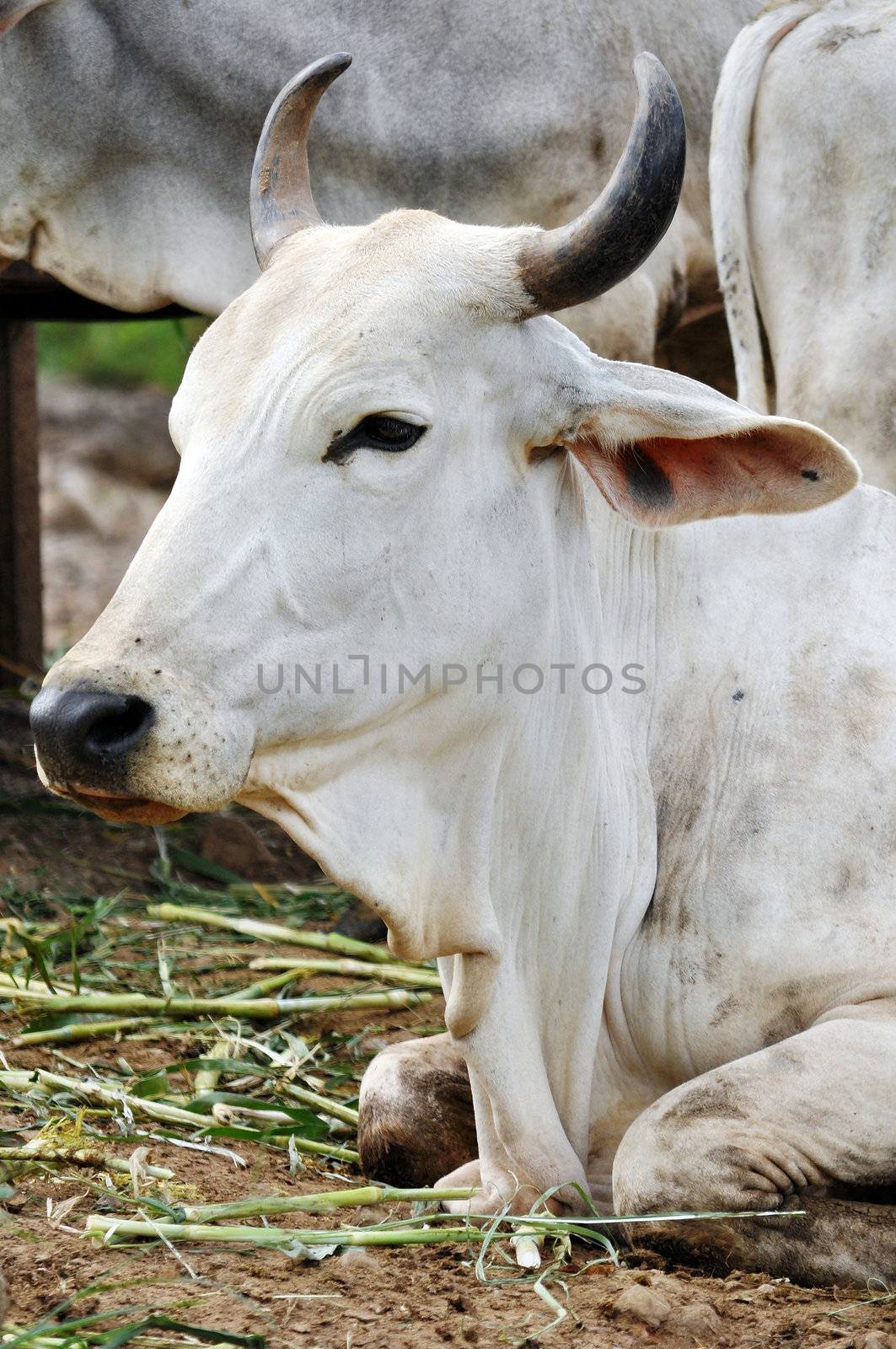 The American Brahman has a distinct large hump over the top of the shoulder and neck, and a loose flap of skin (dewlap) hanging from the neck.