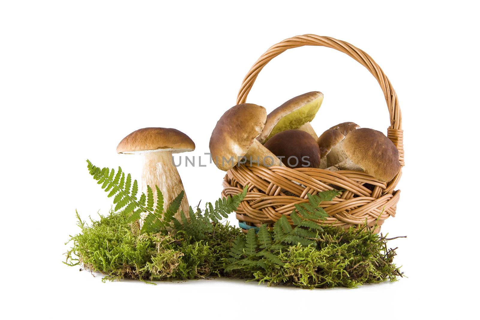 Fresh boletus mushrooms in basket on green moss isolated