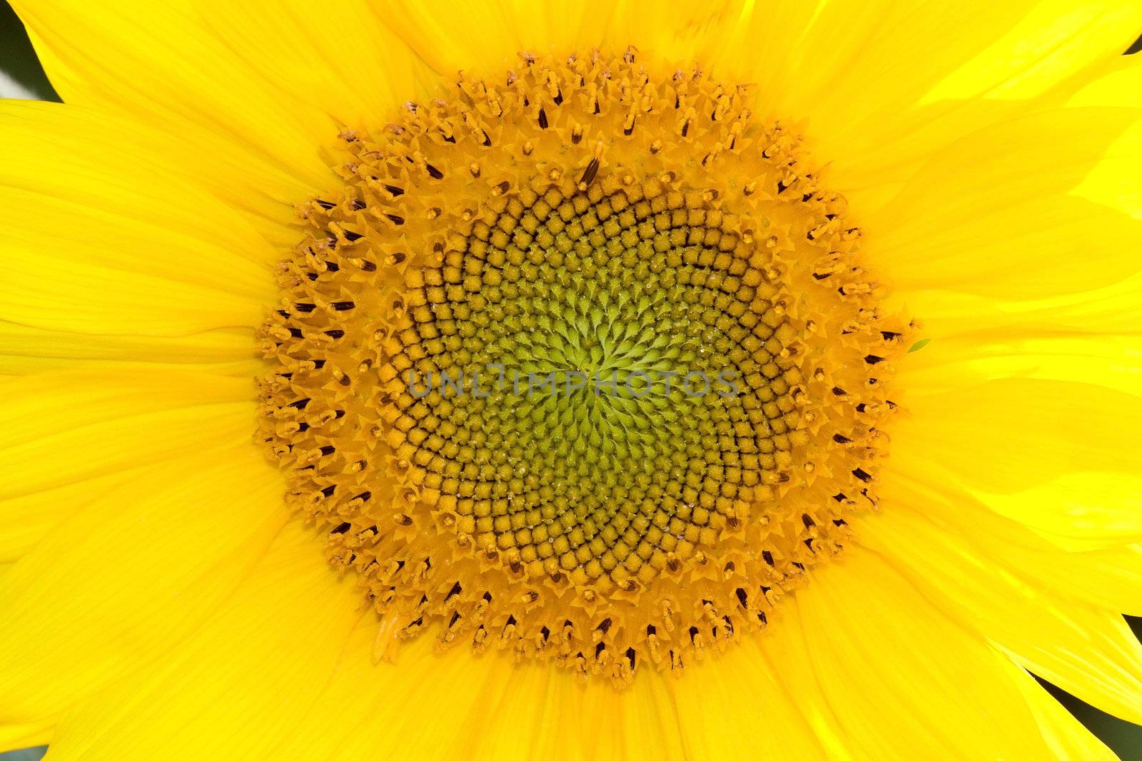 Closeup on middle of yellow sunflower horizontal