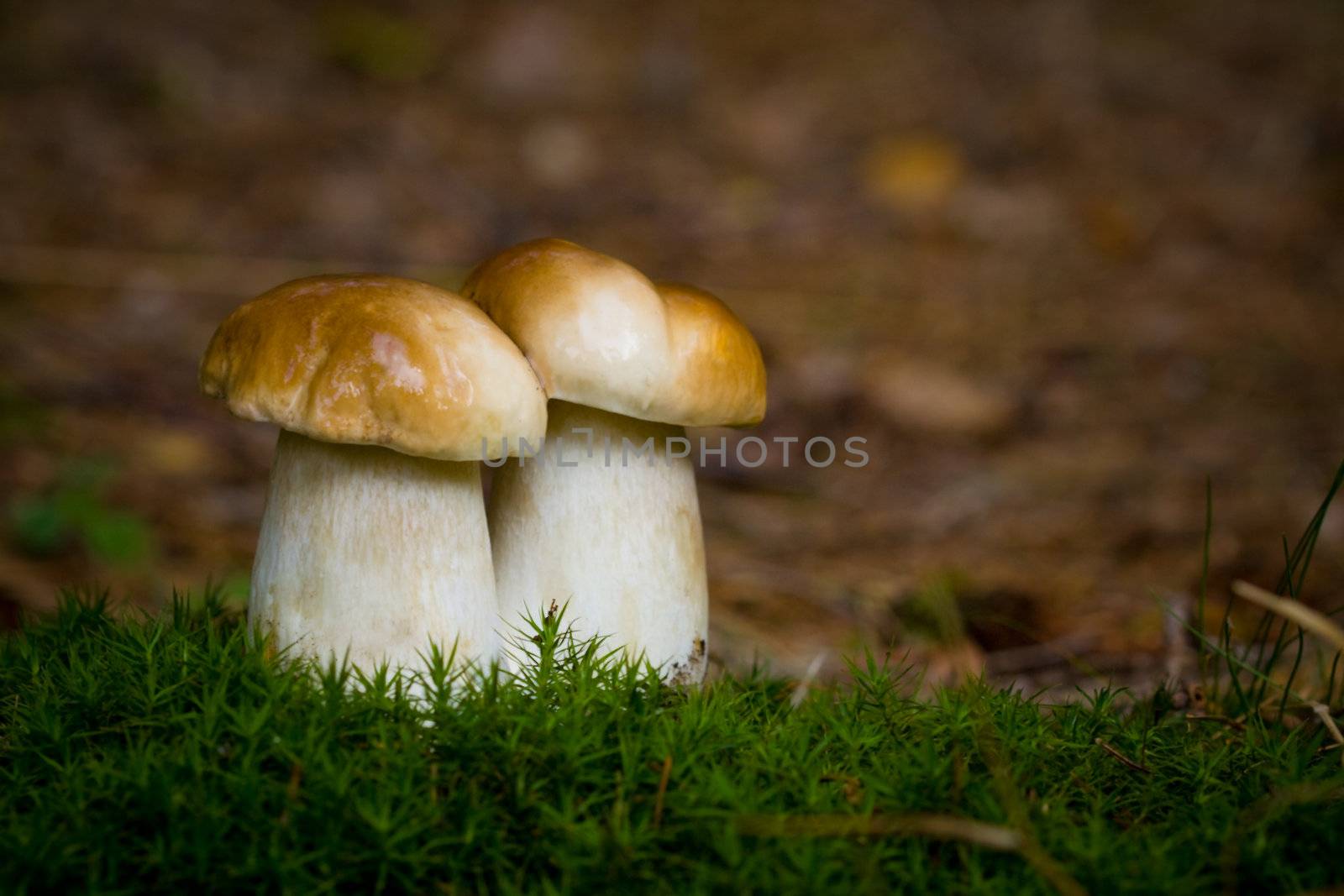Two little boletus with green moss in the wild, natural environment