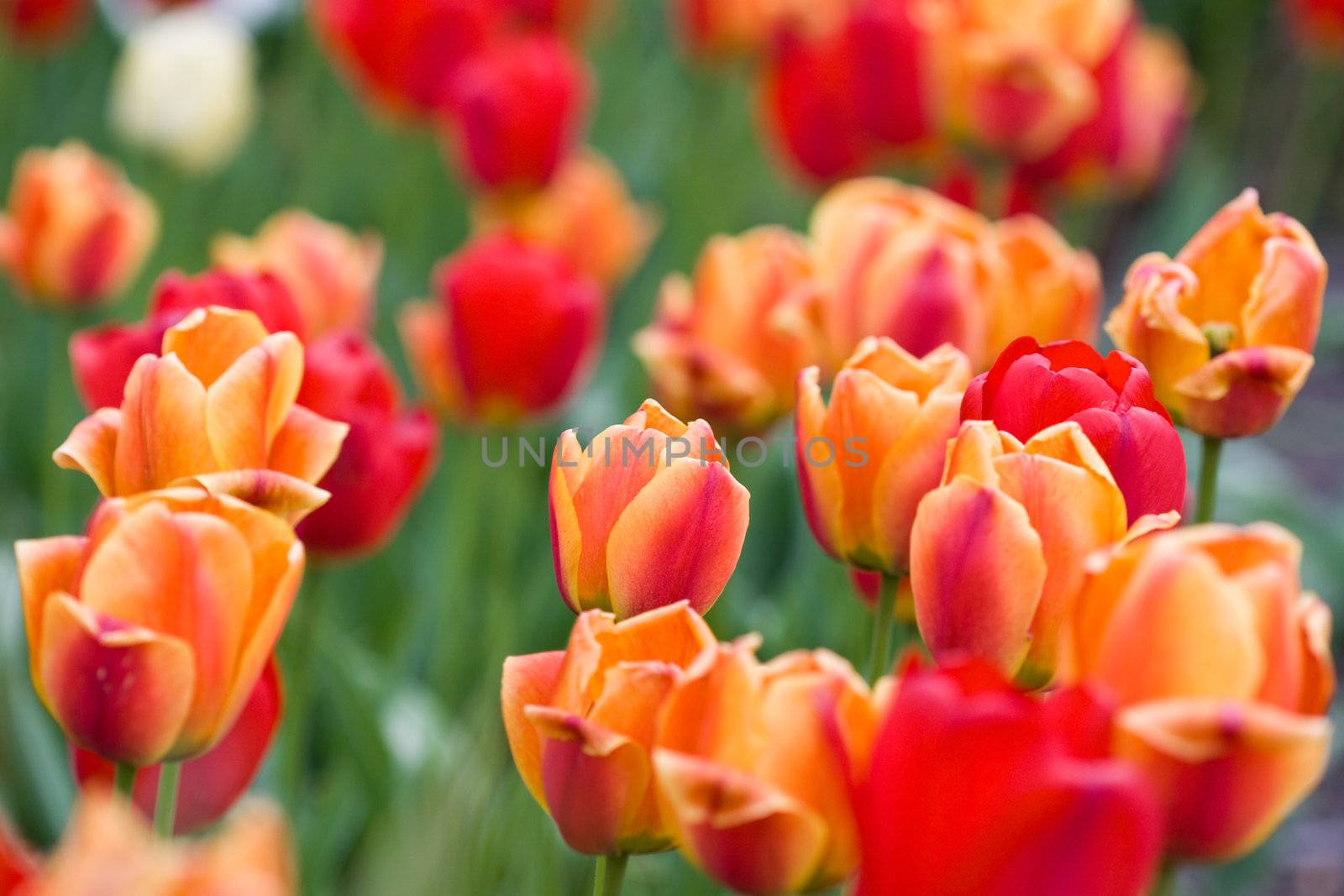 Red beautiful tulips field in spring time