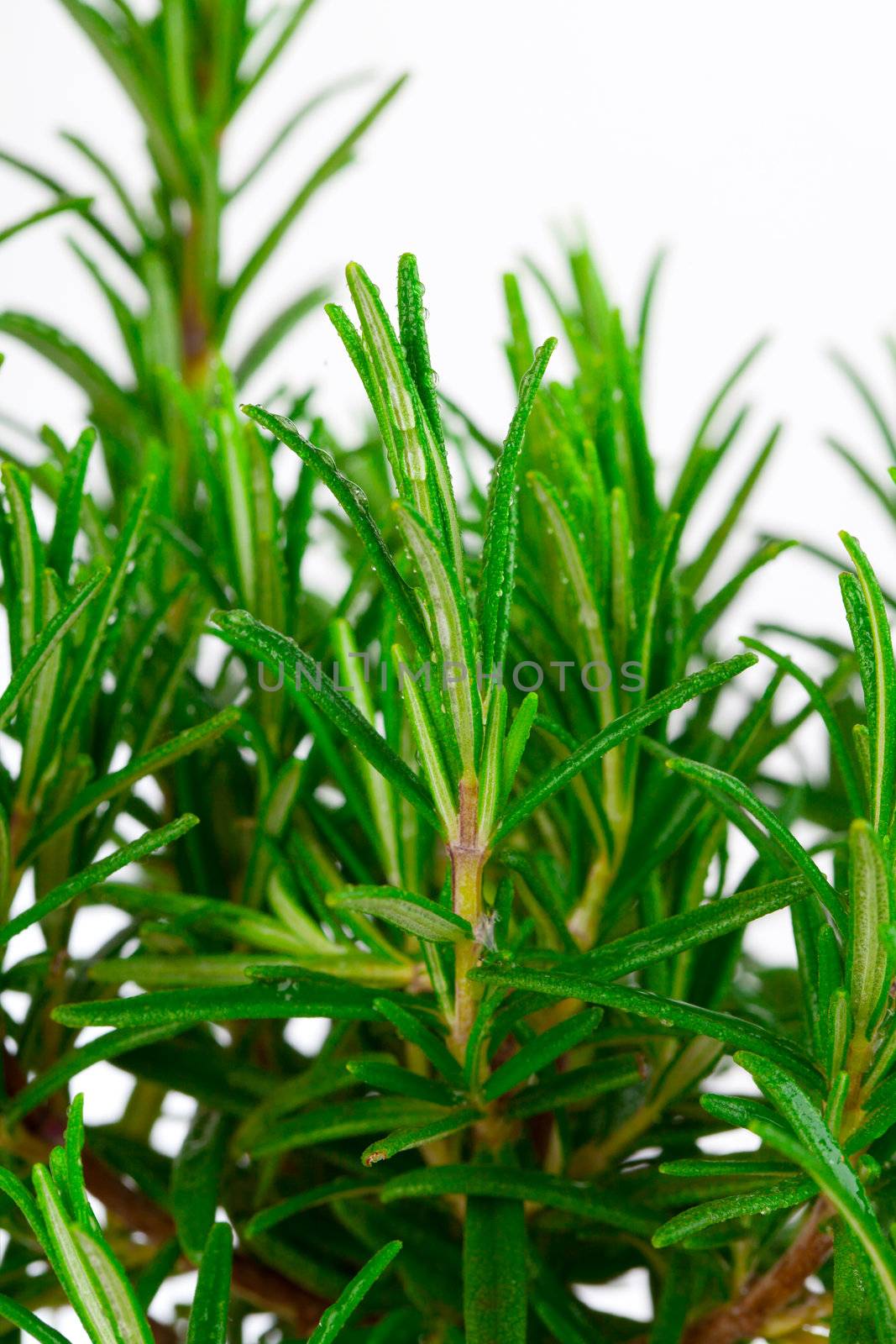 Branches of rosemary on a white background