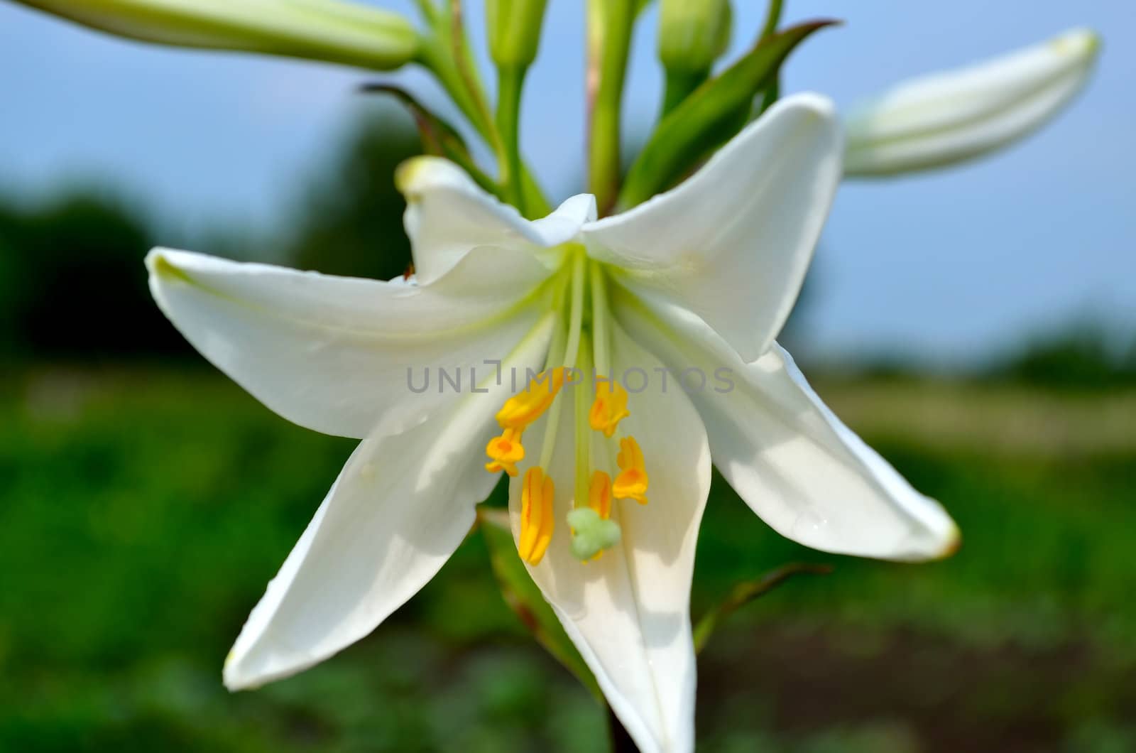 White flower