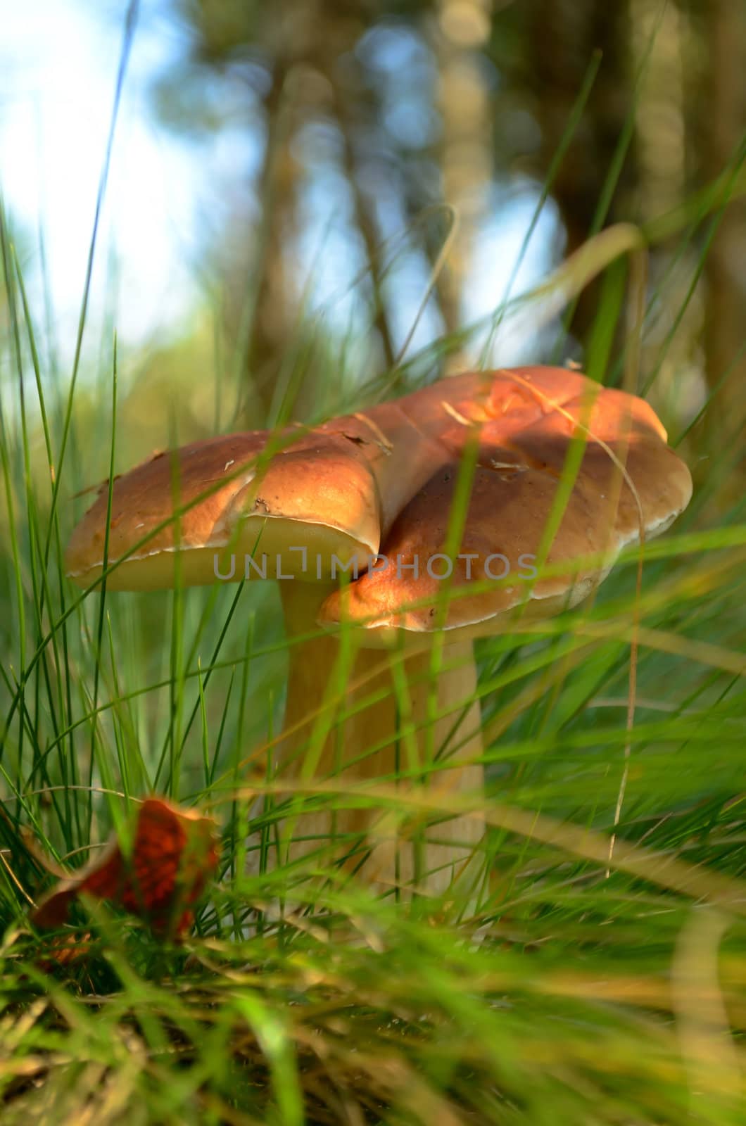  Edible mushroom in the grass at the edge of the forest