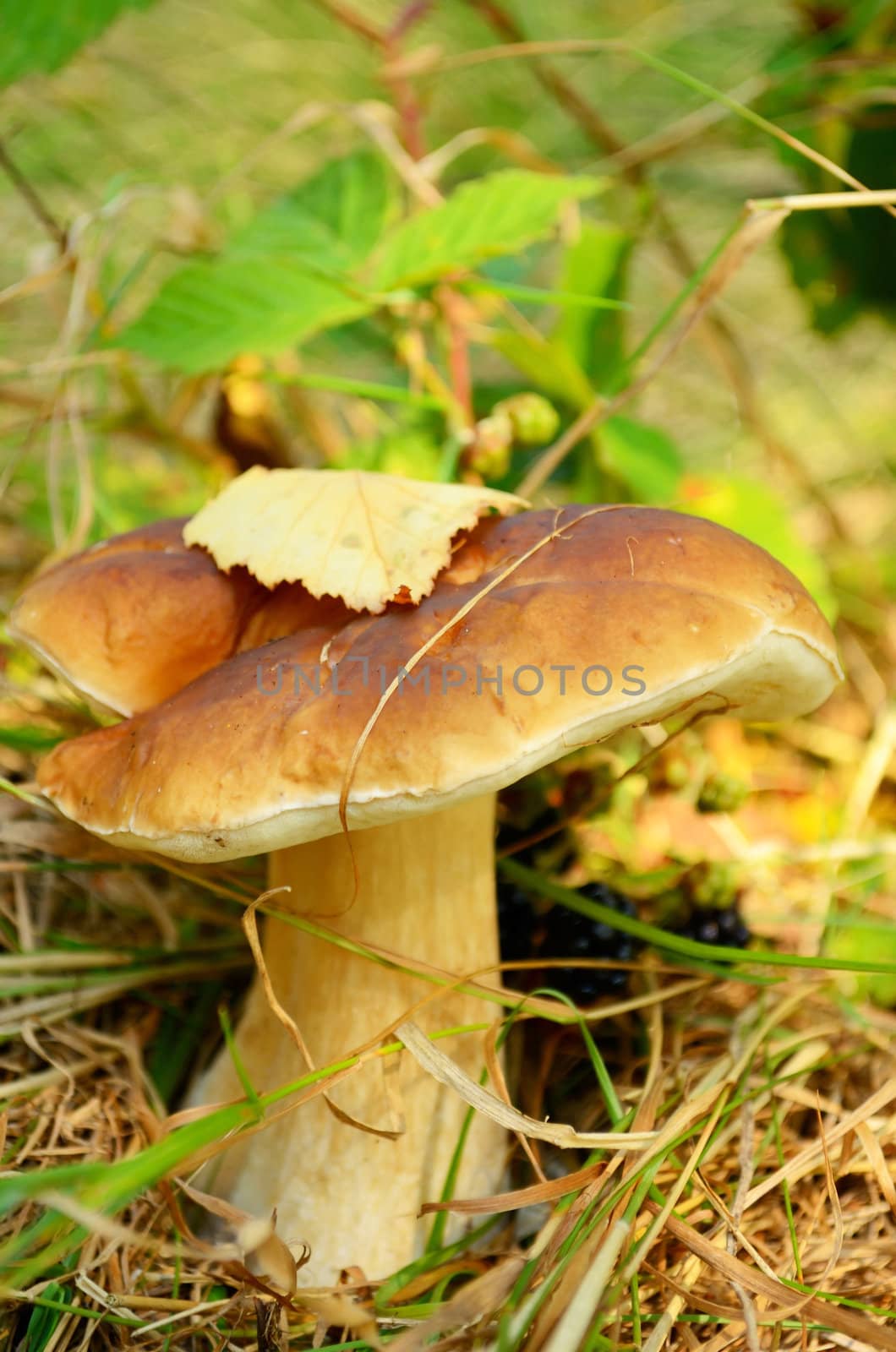 Edible mushroom in the grass at the edge of the forest