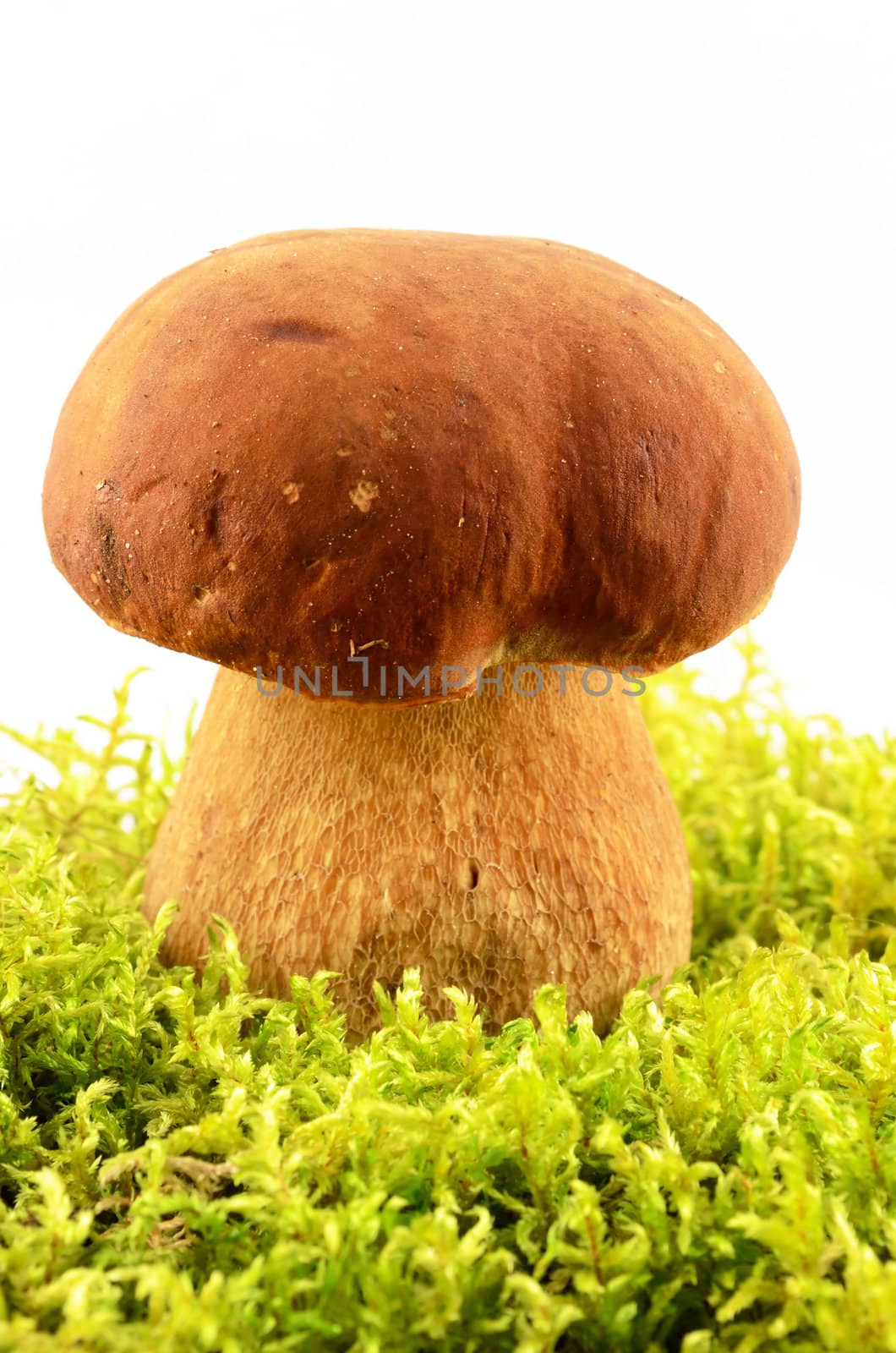 Edible mushroom in the moss close up isolated on white background