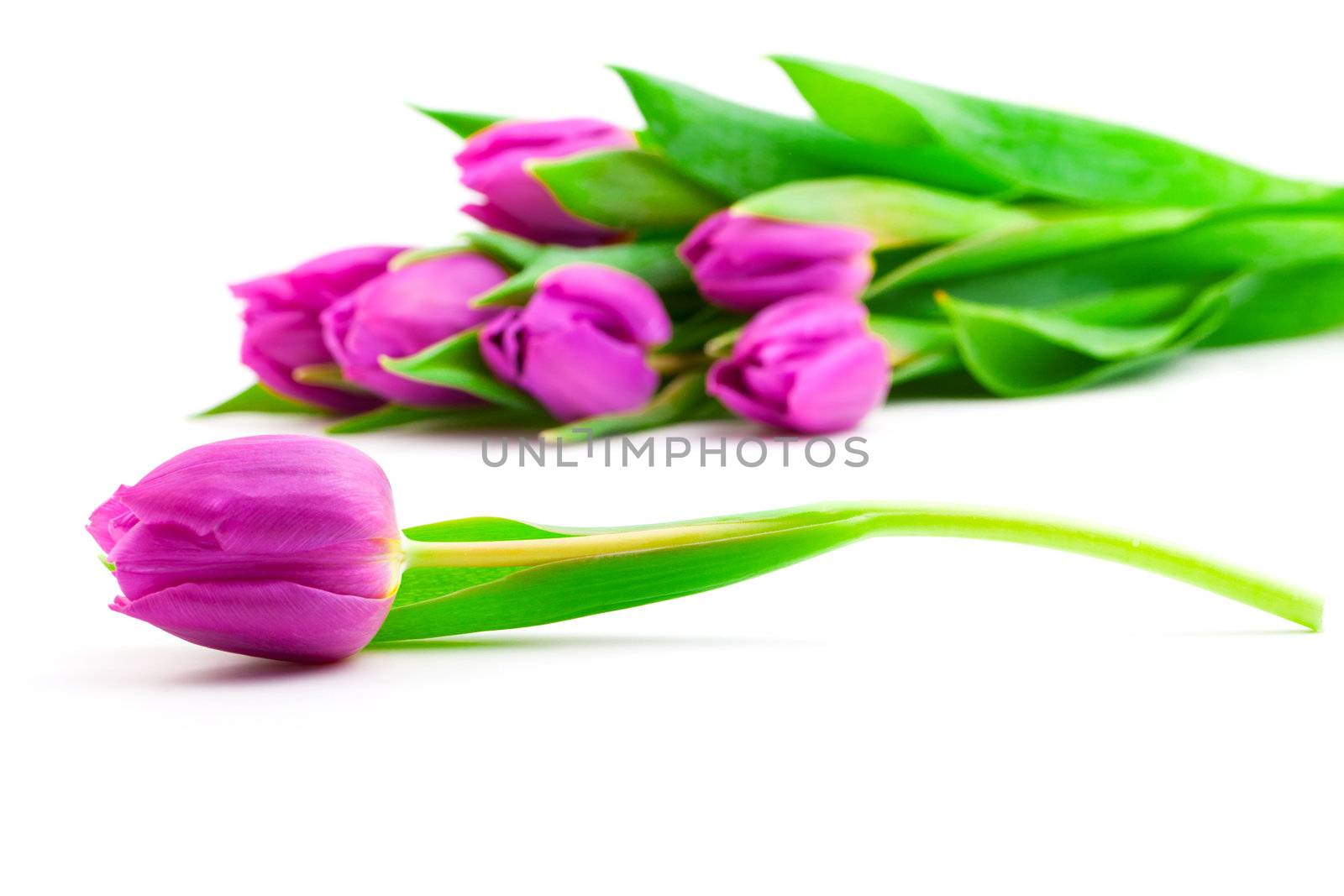 Bunch of tulips on white background,
