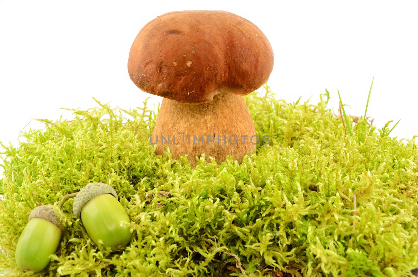 Edible mushroom and acorns in the moss close up isolated on white background