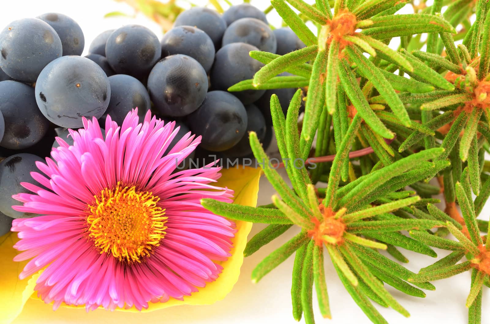 Still life of a flower, bunch of grapes, fragrant rosemary