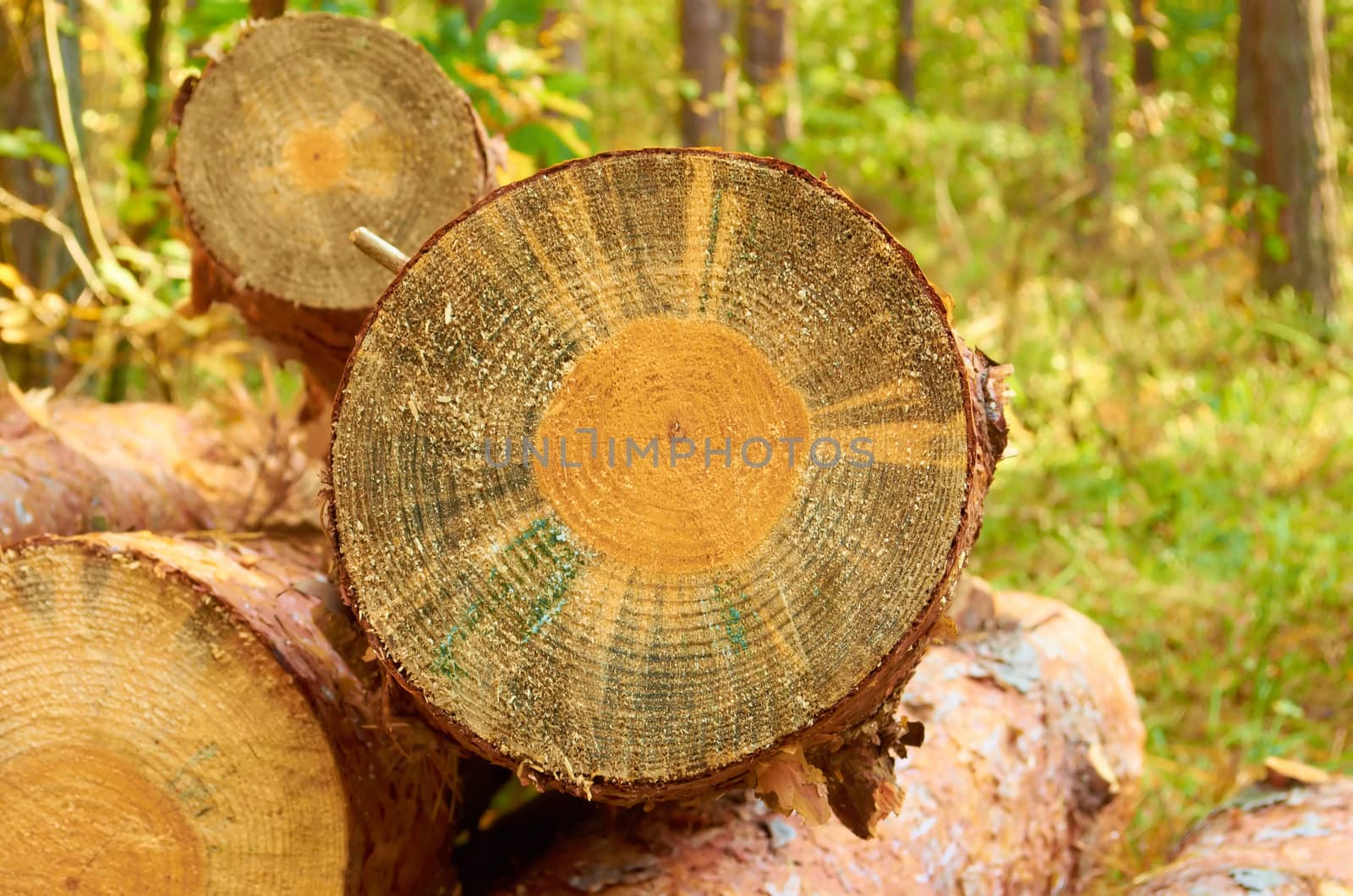 Large pine deck amid the pine forest thicket