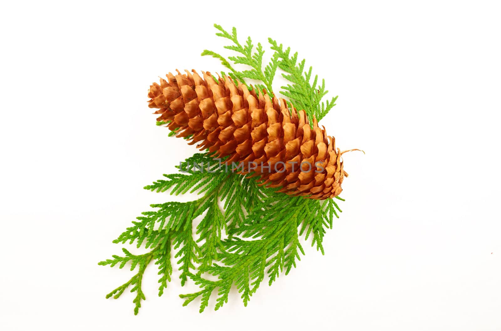 Fir-cone on the branches thuja close-up on white background