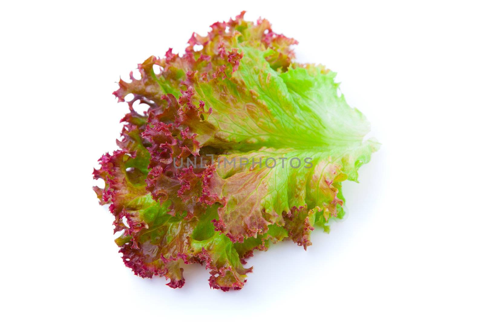 lettuce leaves on a white background