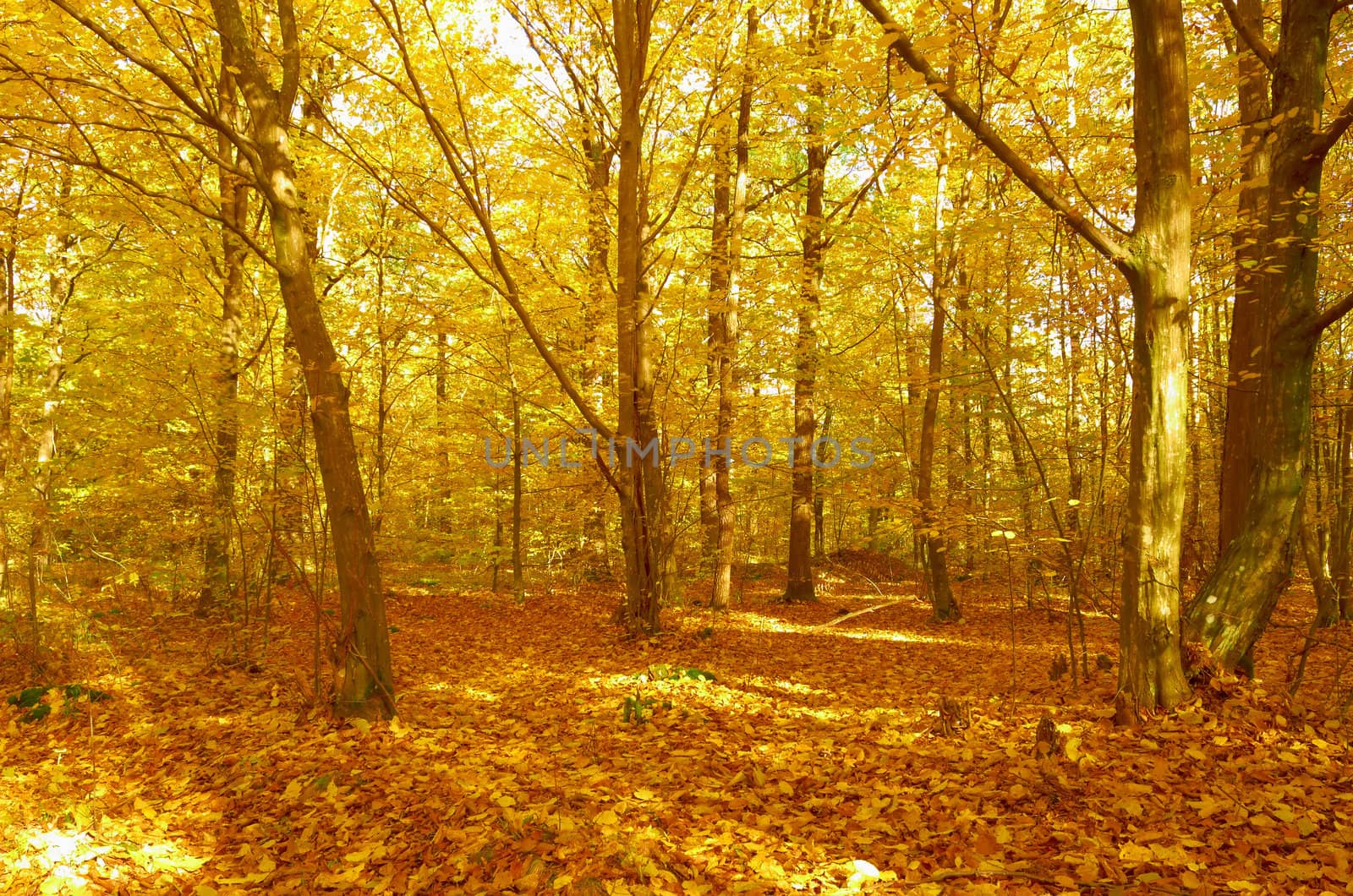 Mysterious autumn forest on a bright sunny  day