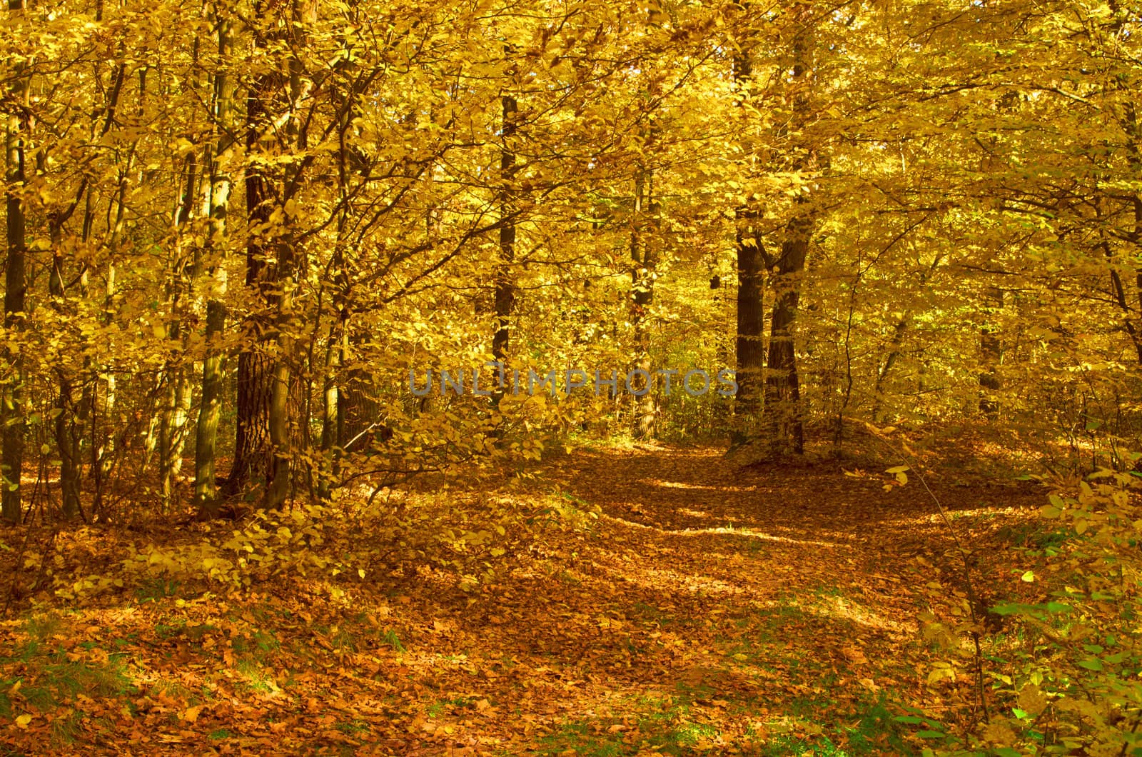 Mysterious autumn forest on a bright sunny day