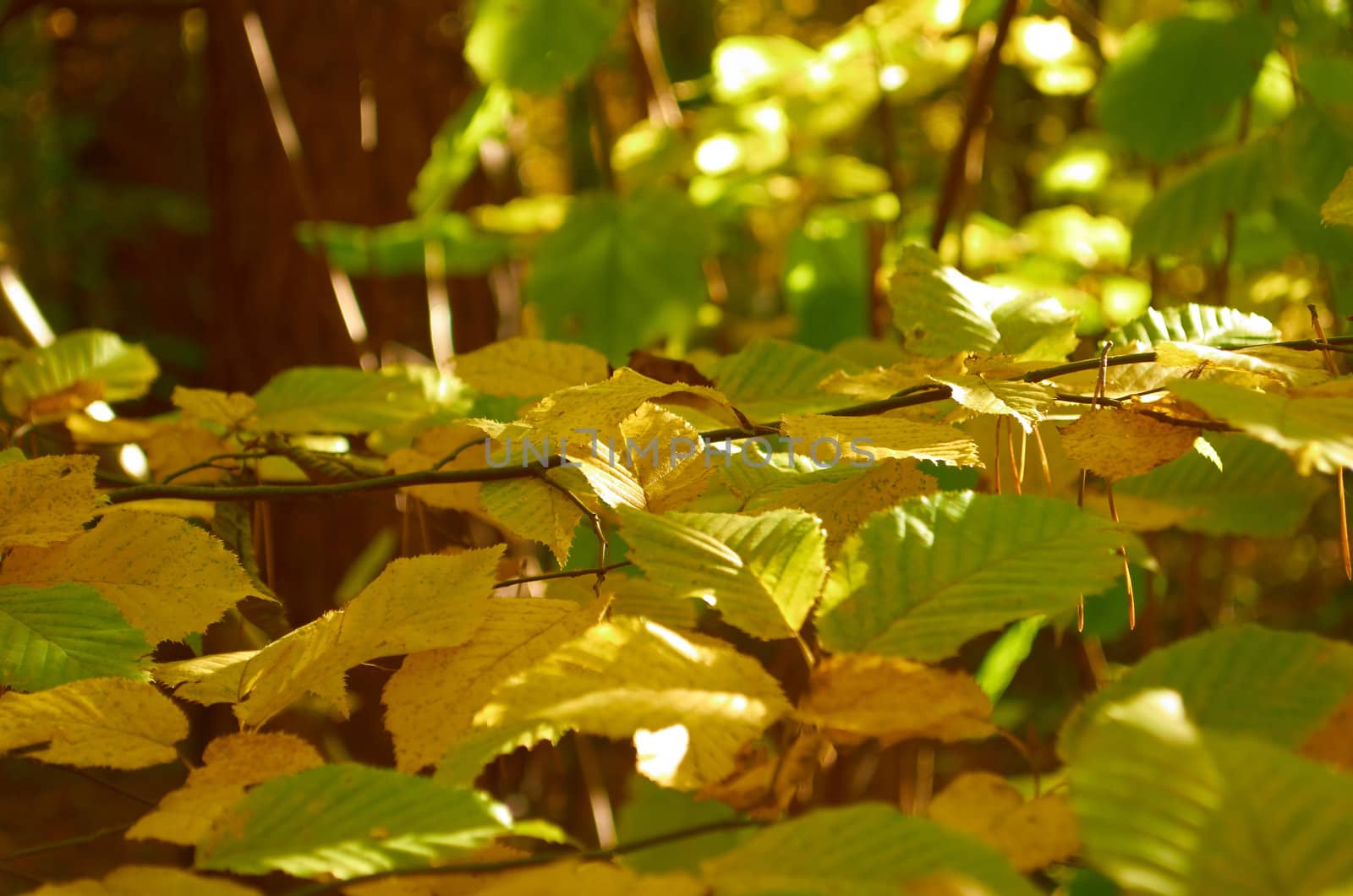 Deciduous tree branch in a beautiful autumn day