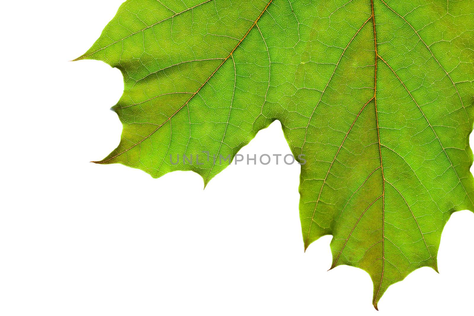 Closeup on fresh, green leaf isolated on white