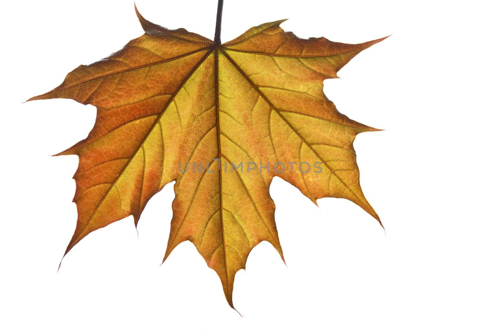 Closeup on orange, spring fresh maple leaf, isolated on white