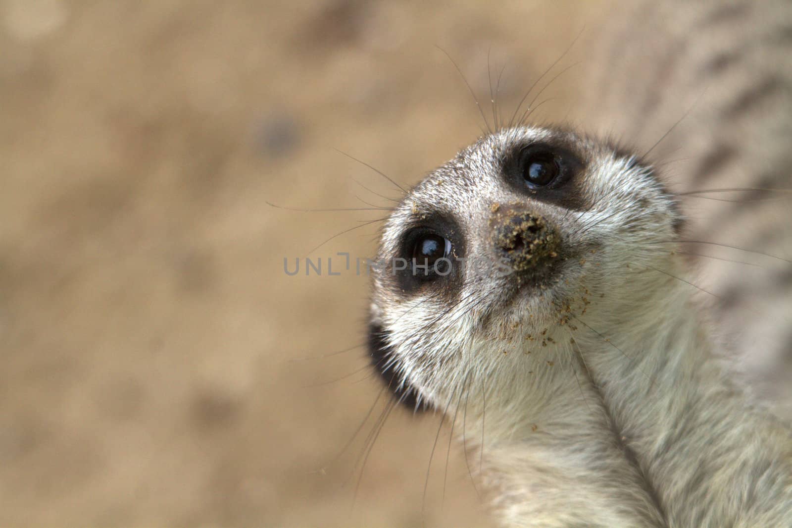 A single meerkat (suricate) standing in a zoo. The meerkat or suricate, Suricata suricatta, is a small mammal belonging to the mongoose family. Meerkats live in all parts of the Kalahari Desert in Botswana, in much of the Namib Desert in Namibia
