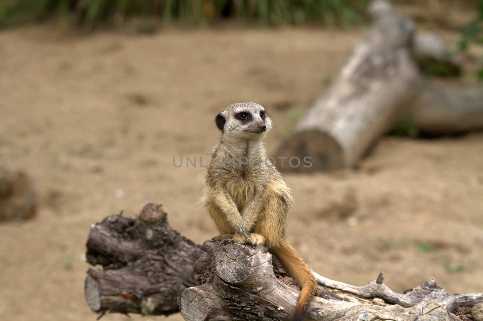 A single meerkat (suricate) standing in a zoo. The meerkat or suricate, Suricata suricatta, is a small mammal belonging to the mongoose family. Meerkats live in all parts of the Kalahari Desert in Botswana, in much of the Namib Desert in Namibia