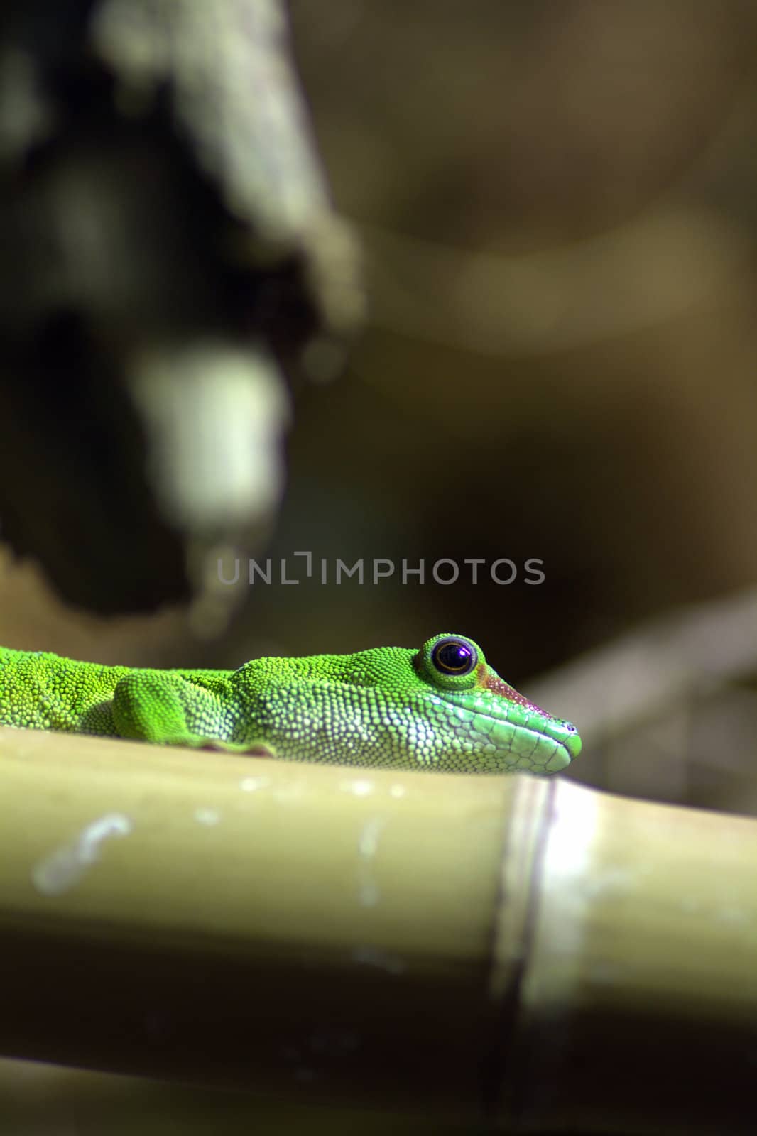 Green gecko on a bamboo branch by lifeinapixel