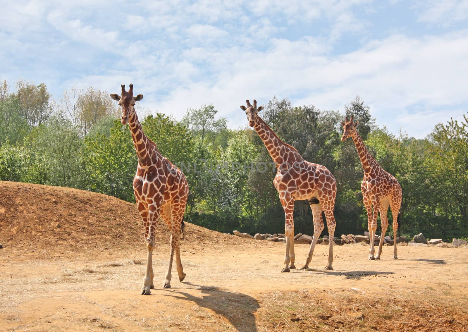 A family of three giraffes walking together in the wild.