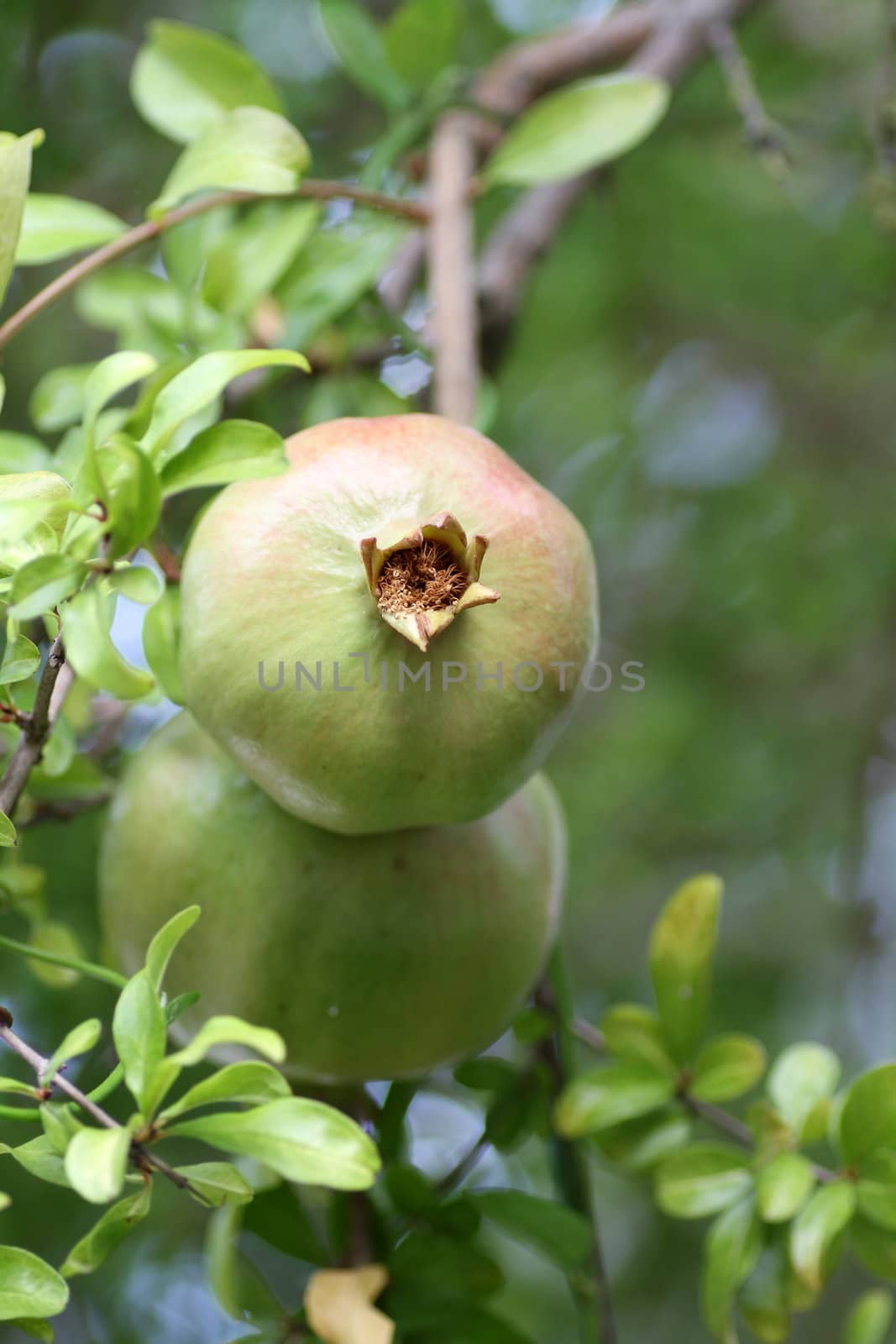 Ripe pomegranate on a tree.