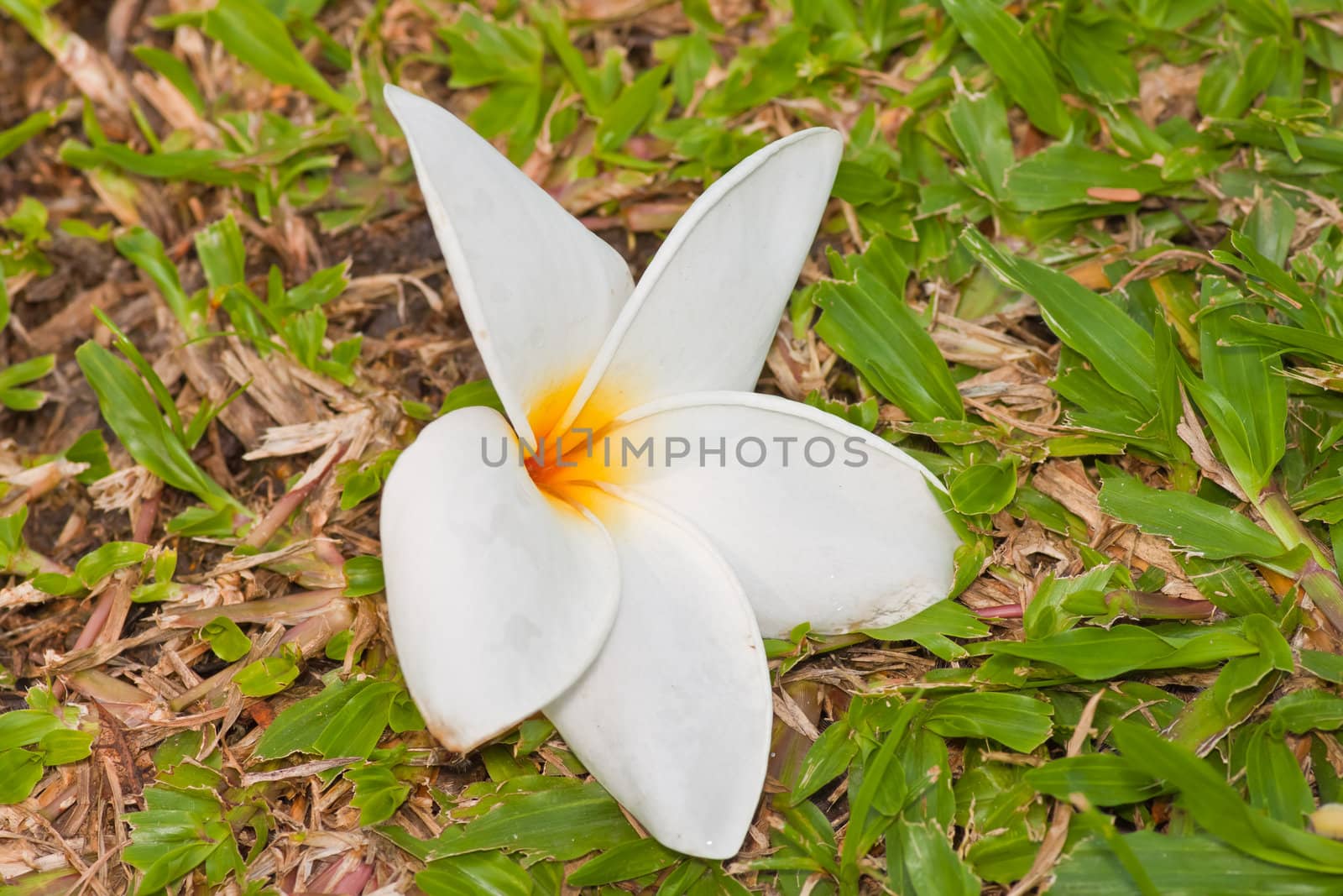 Branch of tropical flowers frangipani (plumeria) by nikky1972