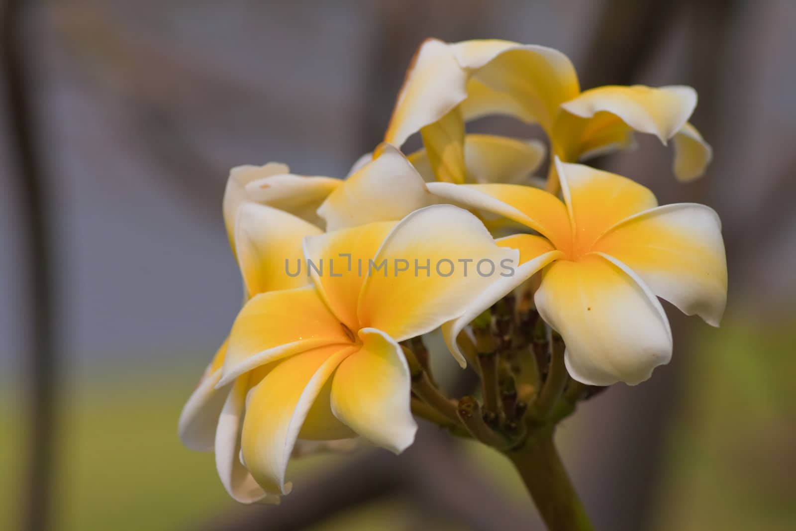 Branch of tropical flowers frangipani (plumeria) by nikky1972