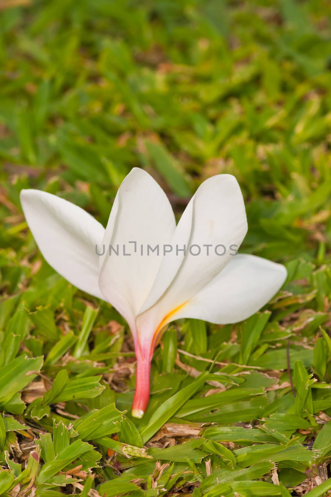 Branch of tropical flowers frangipani (plumeria) by nikky1972