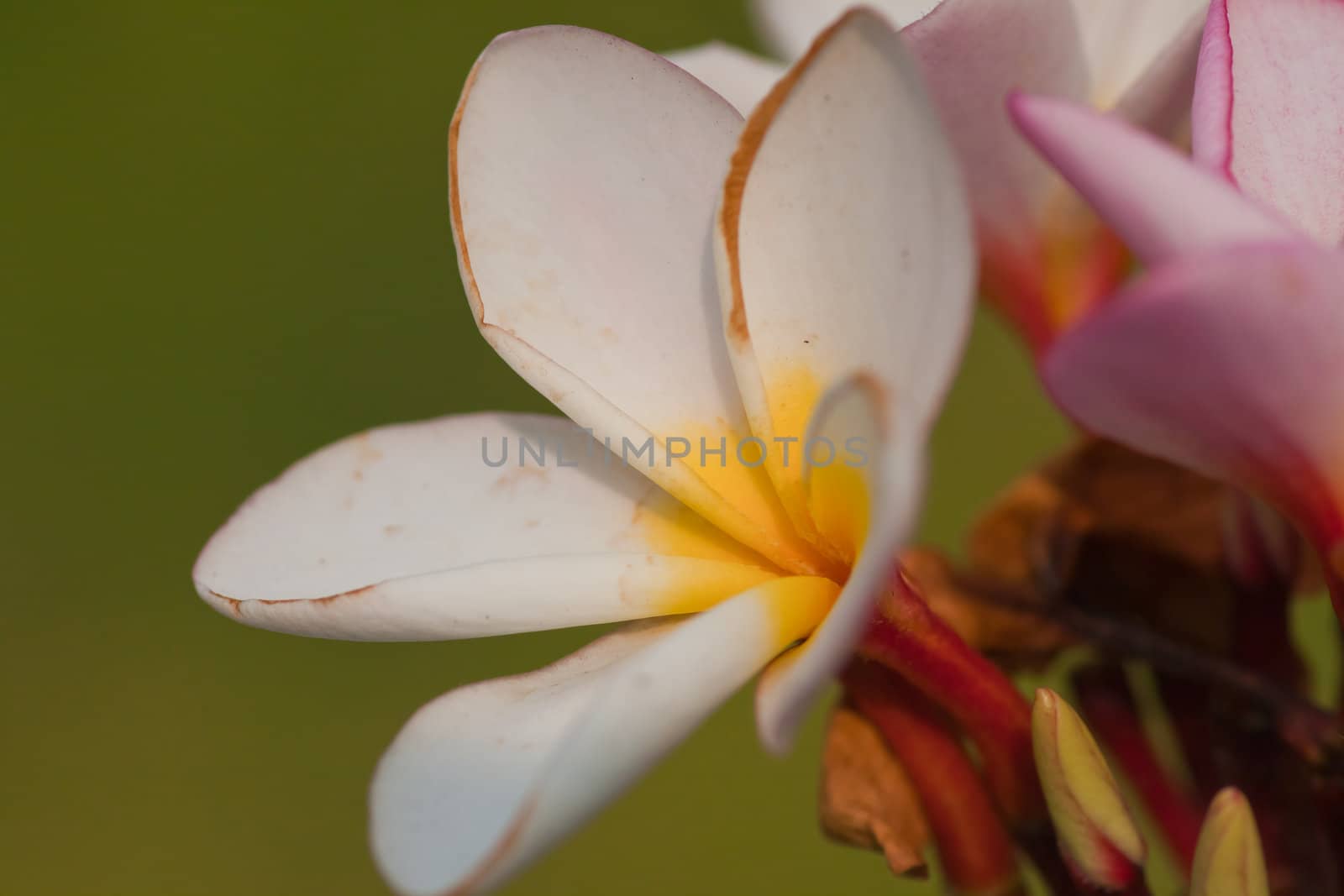 Branch of tropical flowers frangipani (plumeria) by nikky1972