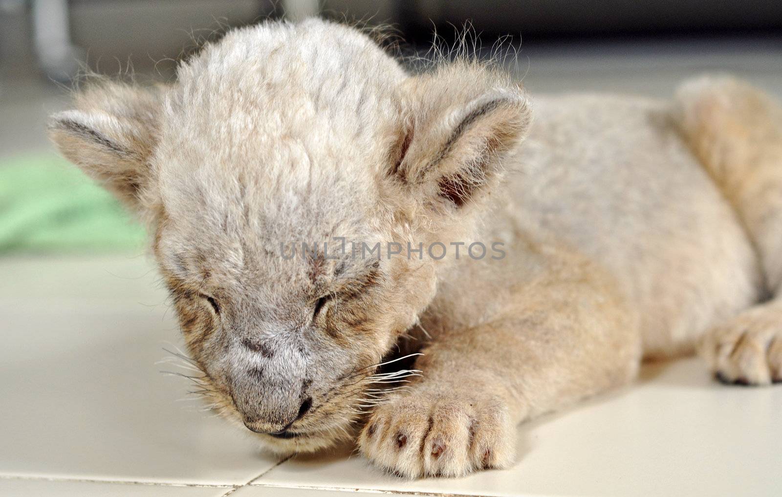 the lion giving birth to a litter of one to four cubs in a secluded den usually away from the rest of the pride.