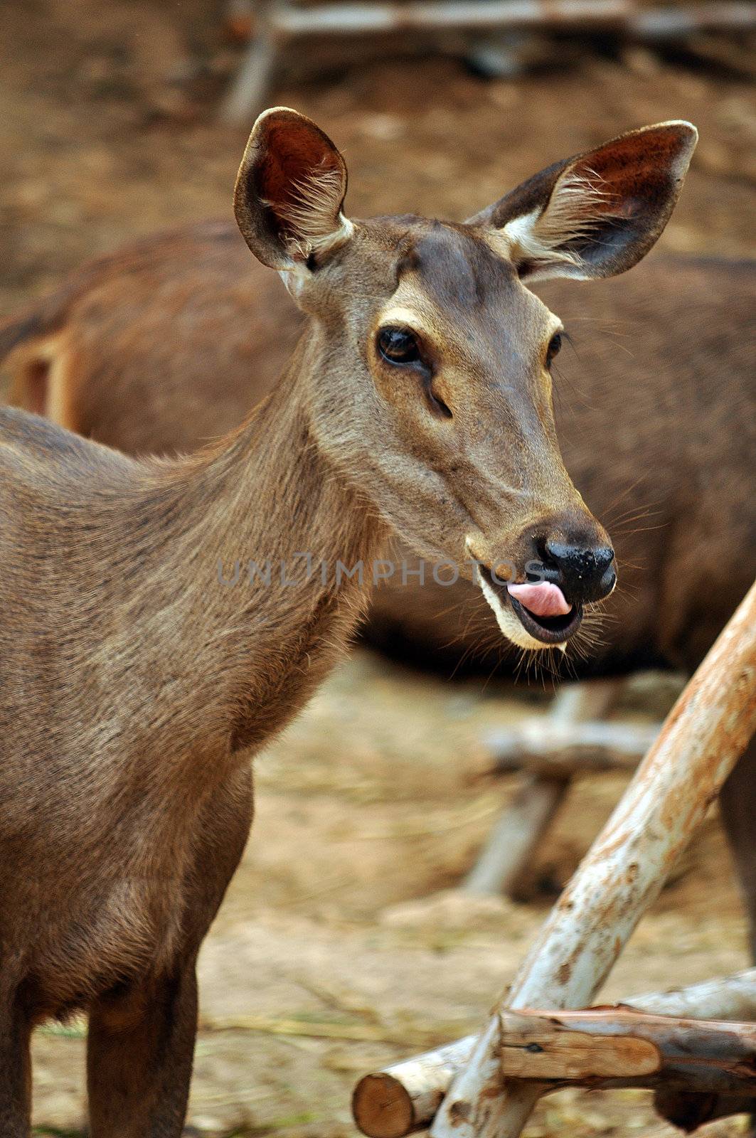 the Sambar (Rusa unicolor) is a large deer native to southern and southeast Asia.