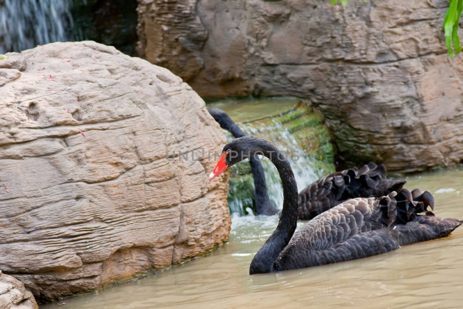 Swimming a black swan,