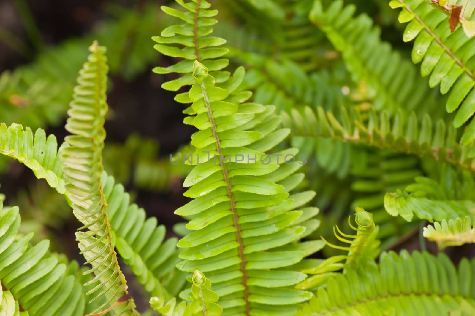 Branch of the fern