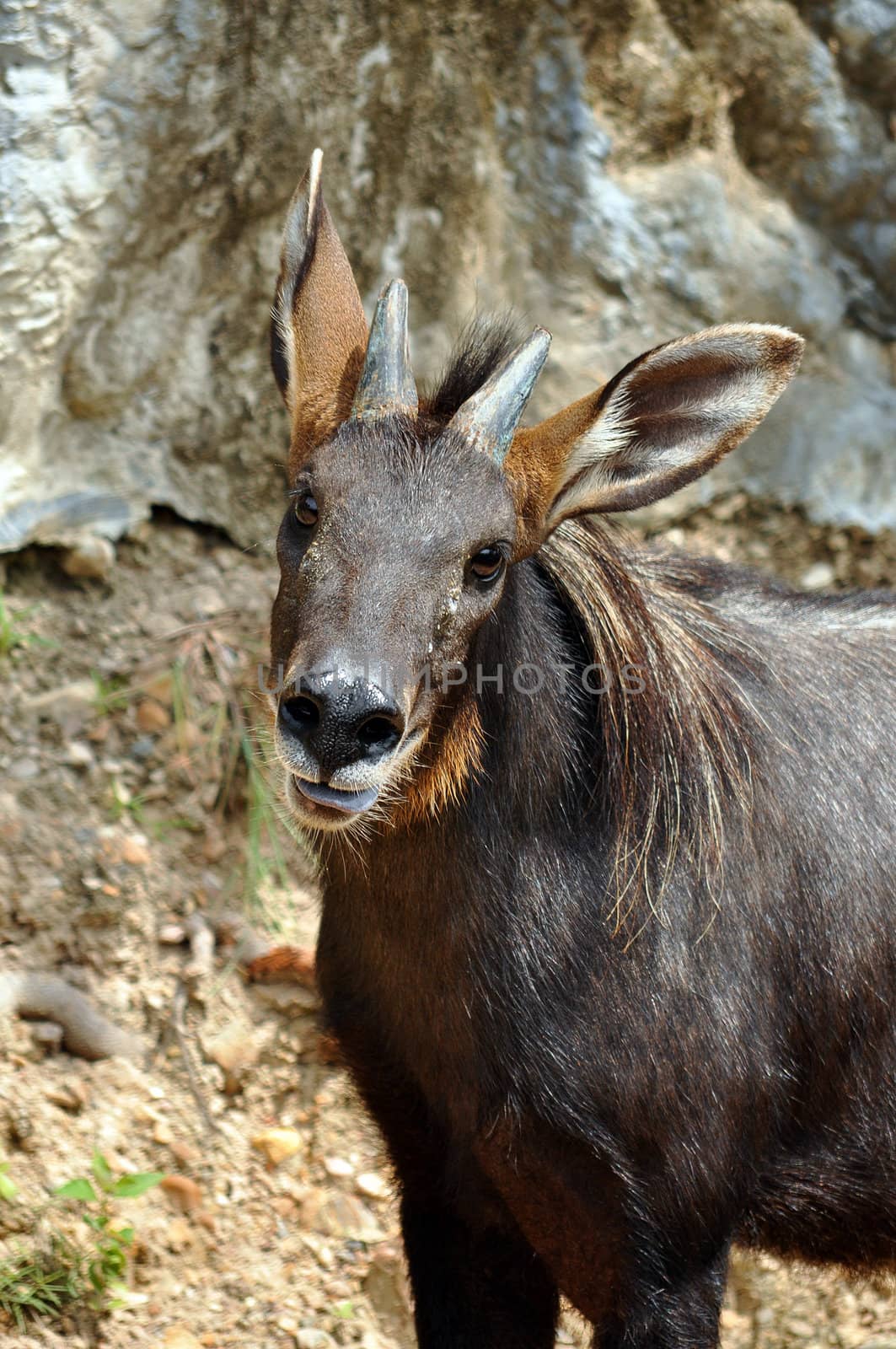 The Sumatran Serow is threatened due to habitat loss and hunting, leading to it being evaluated as vulnerable by the IUCN.